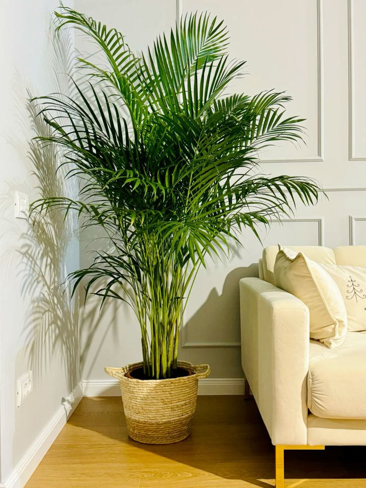 vastu plants