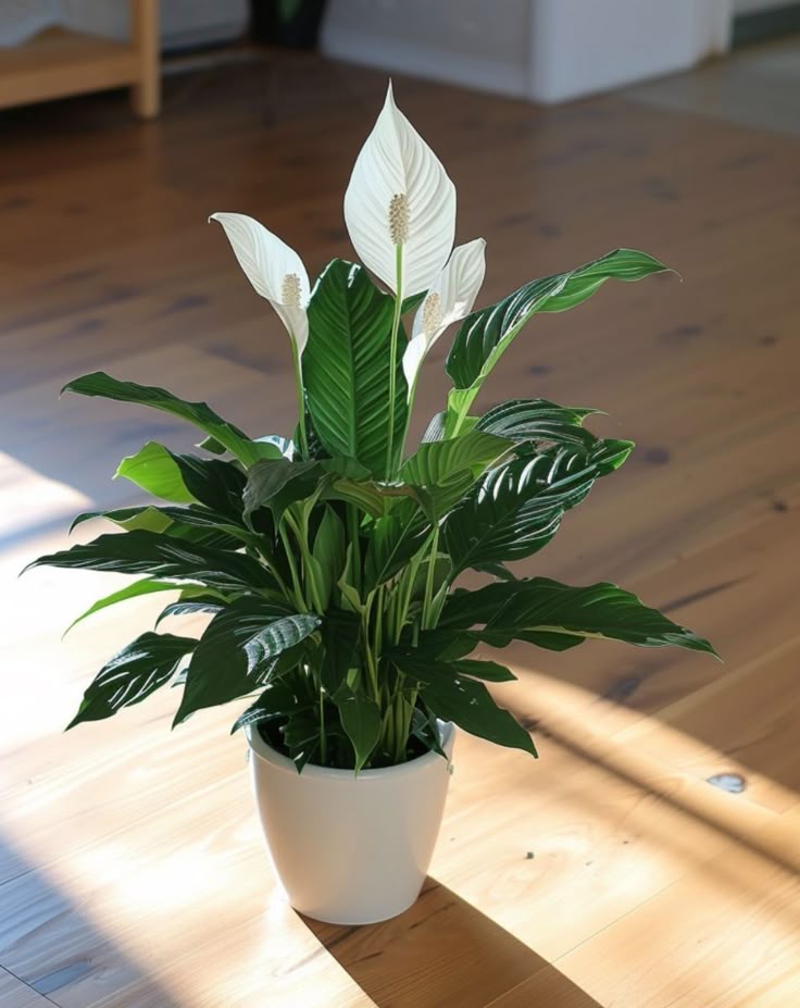 vastu plants