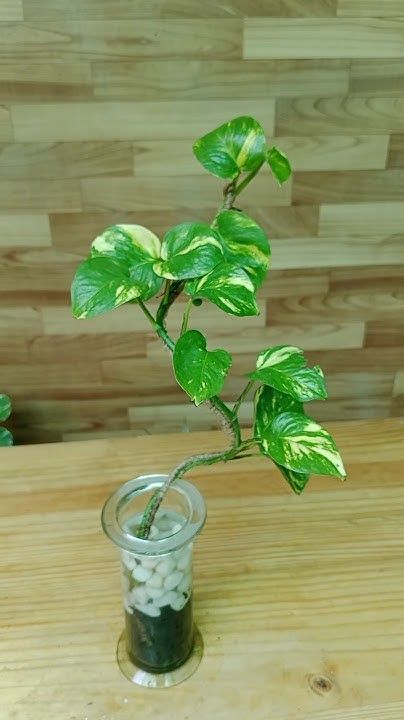 vastu plants
