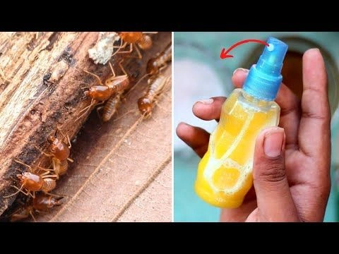Best Ways to Prevent Termite Damage to Your Furniture